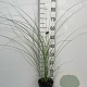 Miscanthus sin. 'Morning Light' GM 2,0L