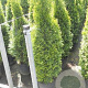 Thuja occ. 'Smaragd' 100-125 cm 12L