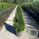 Thuja occ. 'Smaragd' 100-125 cm 12L