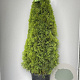 Thuja occ. 'Smaragd' 140-160 cm 35L