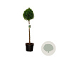 Thuja occ. 'Smaragd' 80 cm stam 10L bol