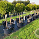 Thuja occ. 'Smaragd' 110 cm stam cont. 70L