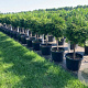 Thuja pl. 'Atrovirens' 80 cm stam cont. 70L bol