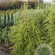 Tsuga canadensis 100-125 cm met kluit