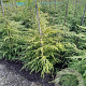 Tsuga canadensis 125-150 cm met kluit