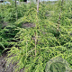 Tsuga canadensis 150-175 cm met kluit
