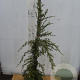 Tsuga can. 'Pendula' 80-100 cm 5,0L