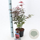 Acer pal. 'Atropurpureum' 30-40 cm 2,0L