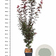 Acer pal. 'Skeeter's Broom' 150-175 cm 15L