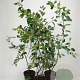 Amelanchier lamarckii 100-125 cm 7,5L solitair