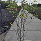 Amelanchier lamarckii 150-175 cm 15L