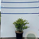 Berberis thunbergii 40-60 cm 7,5L