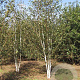 Betula utilis 'Doorenbos' 550-600 cm draadkluit meerstammig