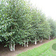 Betula utilis 'Doorenbos' 550-600 cm draadkluit meerstammig