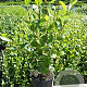 Aronia prunifolia 'Viking' 50-60 cm 3,0L