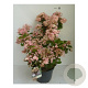 Hydrangea pan. Polestar 40-50 cm 5,0L