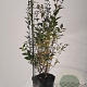 Ligustrum ovalifolium 60-80 cm 3,0L