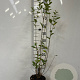 Ligustrum ovalifolium 60-80 cm 3,0L
