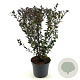 Physocarpus opulif. Little Devil 30-40 cm 3,0L