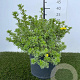 Potentilla f. 'Kobold' 25-30 cm 3,0L