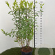 Spiraea billardii 50-60 cm 3,0L