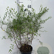 Spiraea cinerea 'Grefsheim' 50-60 cm 3,0L