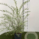 Spiraea cinerea 'Grefsheim' 50-60 cm 3,0L