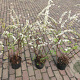 Spiraea cinerea 'Grefsheim' 50-60 cm 3,0L
