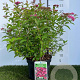 Spiraea jap. 'Dart's Red' 25-30 cm 3,0L