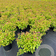 Spiraea jap. 'Goldflame' 25-30 cm 3,0L