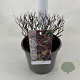 Spiraea jap. 'Goldflame' 25-30 cm 3,0L