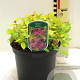 Spiraea jap. 'Goldmound' 25-30 cm 3,0L