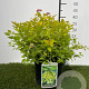 Spiraea jap. 'Goldmound' 25-30 cm 3,0L