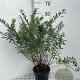 Spiraea nipp. 'Snowmound' 50-60 cm 3,0L