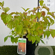 Cornus sang. 'Midwinter Fire' 50-60 cm 3,0L
