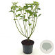 Cornus sericea 'Flaviramea' 50-60 cm 3,0L