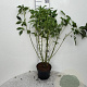 Cornus sericea 'Flaviramea' 80-100 cm 5,0L