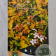 Abelia grandifl. 'Francis Mason' 25-30 cm 3,0L