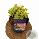 Abelia grandifl. Tricolor Charm 25-30 cm 3,0L