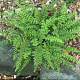 Cheilanthes lanosa GM P9