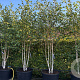 Betula utilis 'Doorenbos' 300-350 cm cont. 160L meerstammig