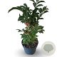 Euonymus phellomanus 30-40 cm 4,0L