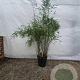 Fargesia scabrida 'Asian Wonder' 125-150 cm 15L