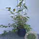 Callicarpa bod. 'Profusion' 60-80 cm 5,0L