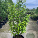 Calycanthus Praecox 150-200 cm container