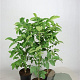 Juglans regia 60-80 cm 5,0L