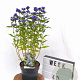 Caryopteris cland. Grand Bleu 20-40 cm 3,0L