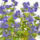 Caryopteris cland. Grand Bleu 20-40 cm 3,0L