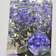 Caryopteris cland. Sterling Silver 30-40 cm 3,0L