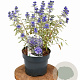 Caryopteris cland. Sterling Silver 30-40 cm 3,0L